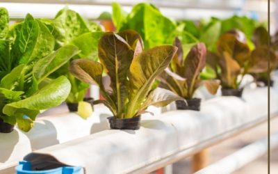 Getting Started With Hydroponics