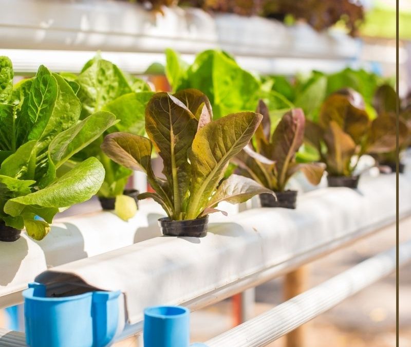 Getting Started With Hydroponics
