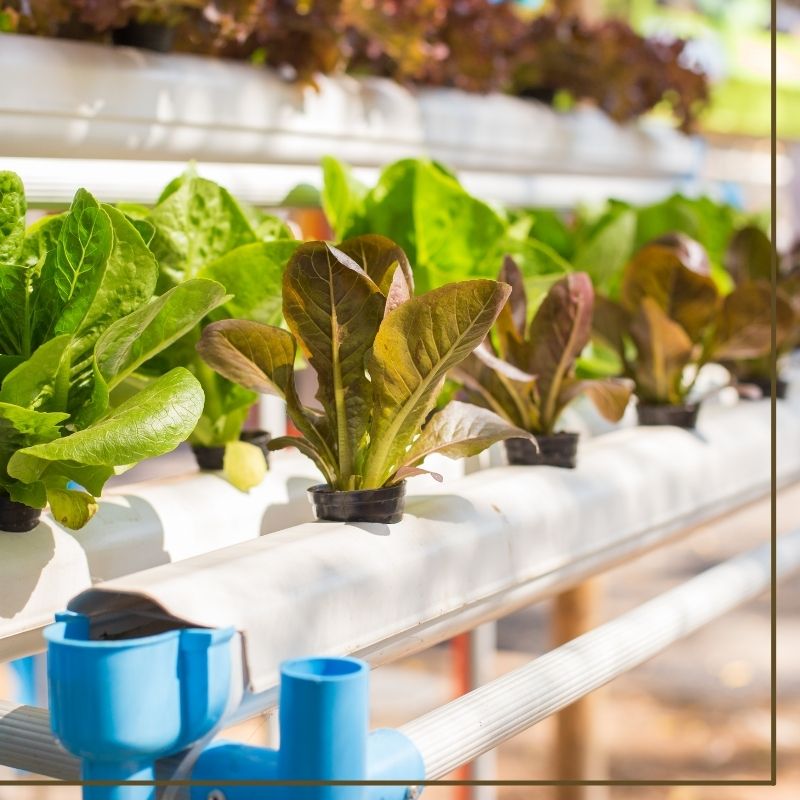 Getting Started With Hydroponics - Simple Soil Hydroponics Grow Store