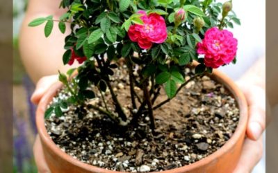 Tips for Container Gardening