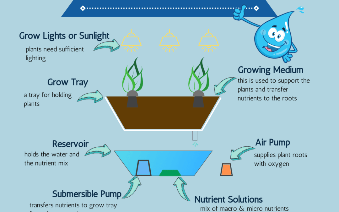 INFOGRAPHIC OF A BASIC PARTS OF A SIMPLE HYDROPONIC SYSTEM